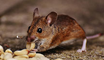 24 Hour & Emergency Exterminators in Blue Ridge Summit, PA